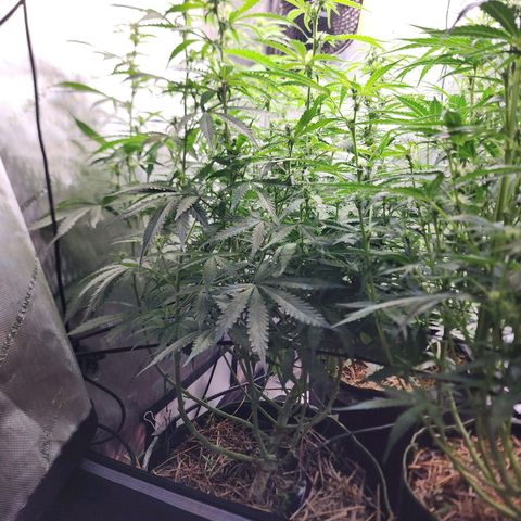 Zkittlez Auto 1 growlog timeline photo