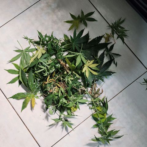 Zkittlez Auto 1 growlog timeline photo