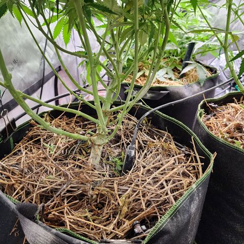 Zkittlez Auto 1 growlog timeline photo