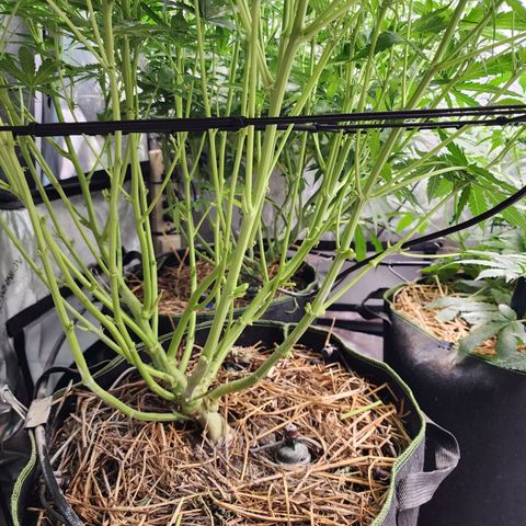 Zkittlez Auto 3 growlog timeline photo