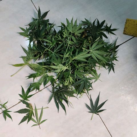 Zkittlez Auto 3 growlog timeline photo