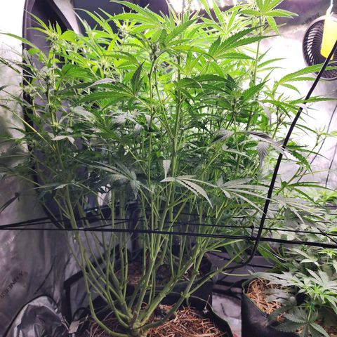 Zkittlez Auto 3 growlog timeline photo