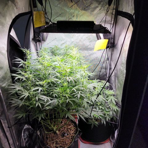 Gorilla Auto growlog timeline photo