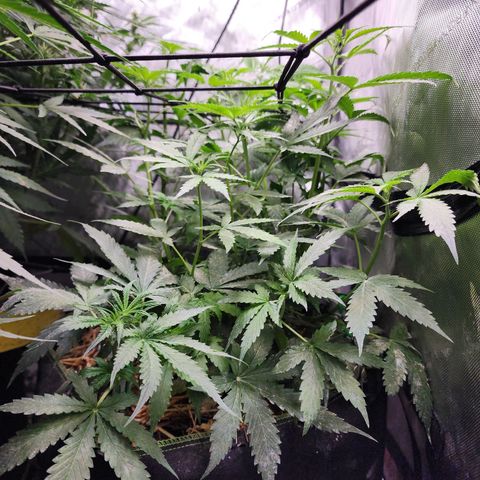 Gorilla Auto growlog timeline photo