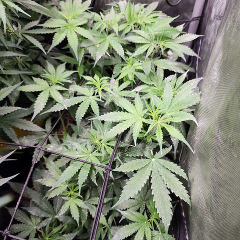 Gorilla Auto growlog timeline photo
