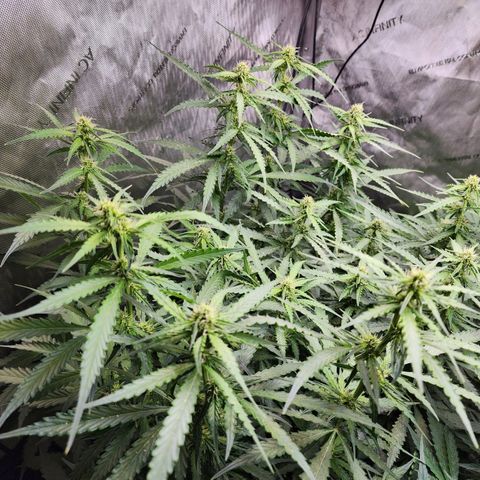 Zkittlez Auto 1 growlog timeline photo