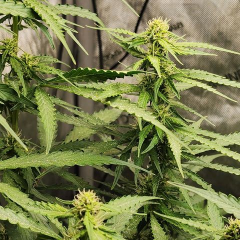 Zkittlez Auto 1 growlog timeline photo