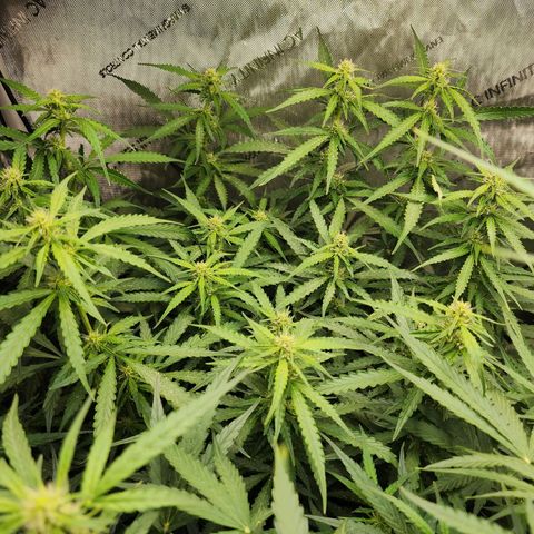 Zkittlez Auto 1 growlog timeline photo