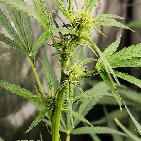 Zkittlez Auto 3 growlog timeline photo