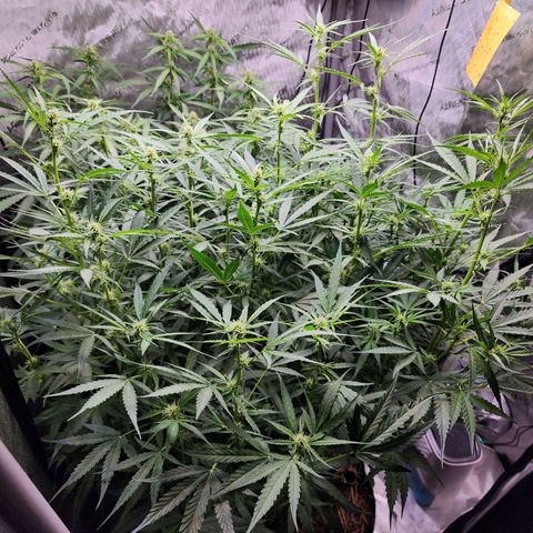 Zkittlez Auto 3 growlog timeline photo