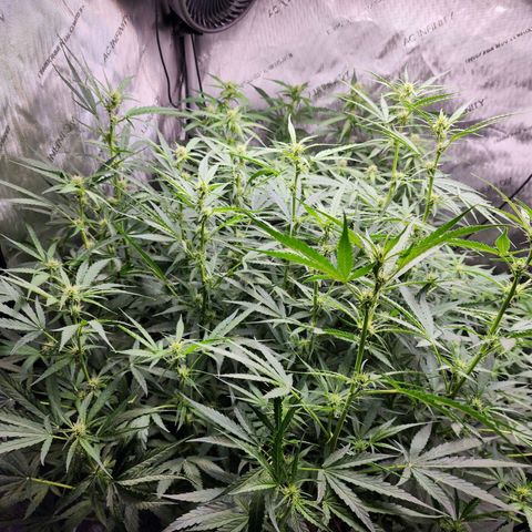Zkittlez Auto 3 growlog timeline photo