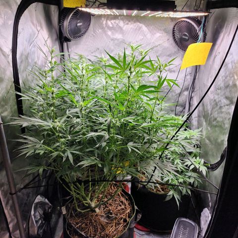 Gorilla Auto growlog timeline photo