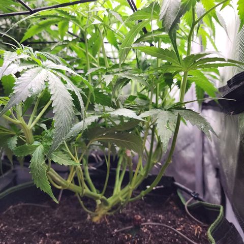 Gorilla Auto growlog timeline photo
