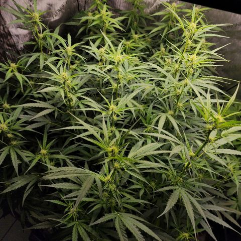 Zkittlez Auto 3 growlog timeline photo