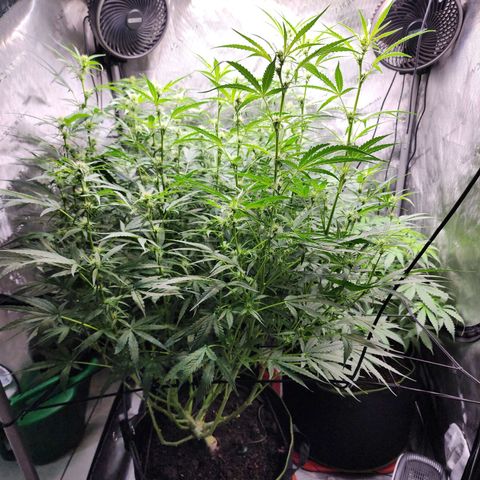 Zkittlez Auto 3 growlog timeline photo