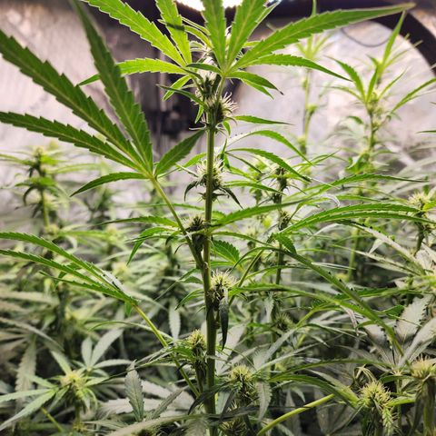 Zkittlez Auto 3 growlog timeline photo