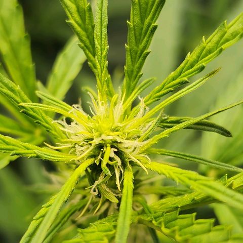 Zkittlez Auto 3 growlog timeline photo