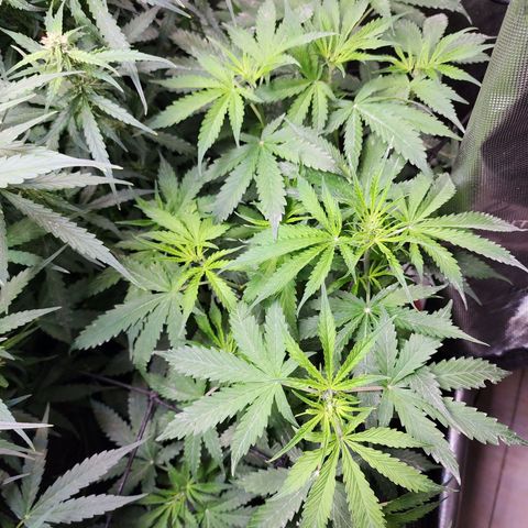 Gorilla Auto growlog timeline photo