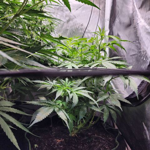 Gorilla Auto growlog timeline photo