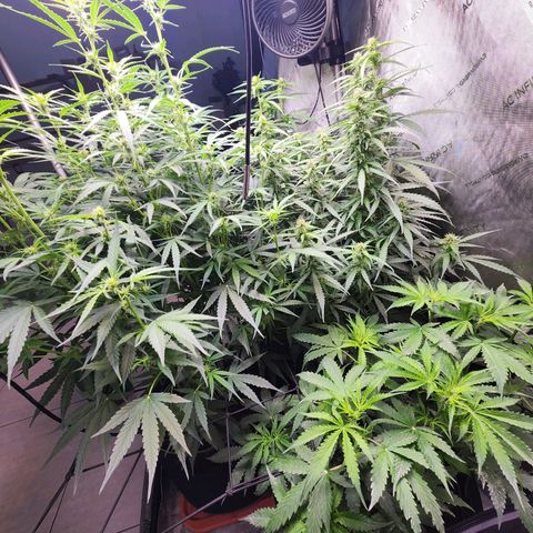 Gorilla Auto growlog timeline photo