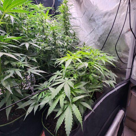Gorilla Auto growlog timeline photo