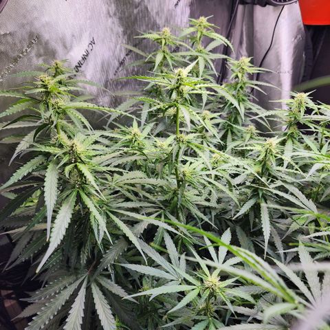 Zkittlez Auto 1 growlog timeline photo