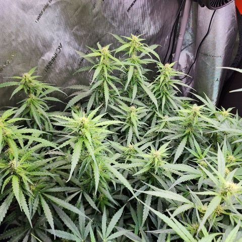 Zkittlez Auto 1 growlog timeline photo
