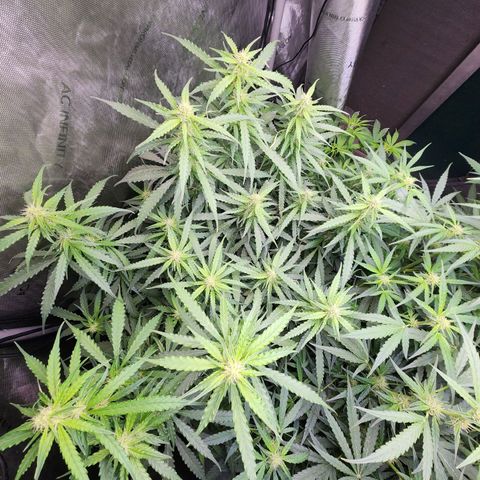 Zkittlez Auto 1 growlog timeline photo