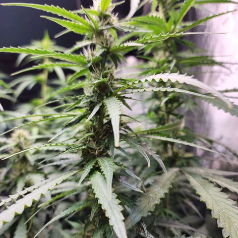 Zkittlez Auto 1 growlog timeline photo