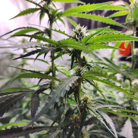 Zkittlez Auto 1 growlog timeline photo