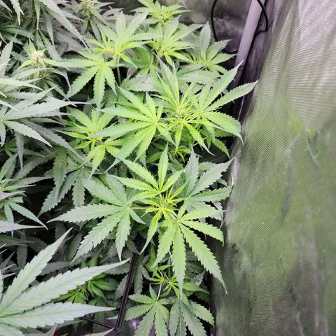 Gorilla Auto growlog timeline photo