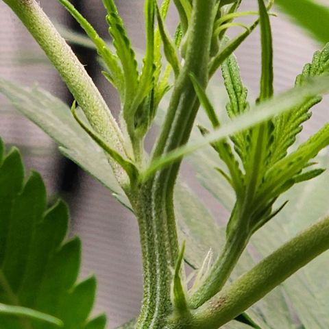 Gorilla Auto growlog timeline photo