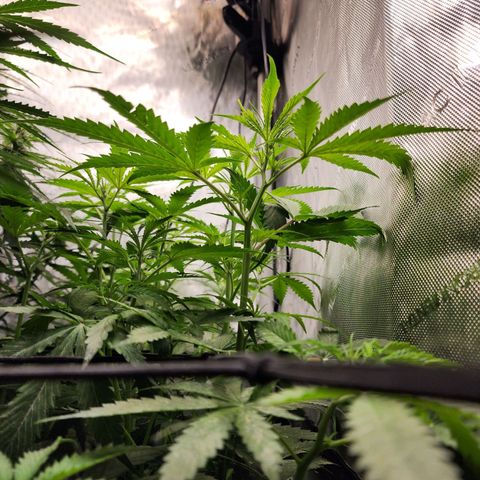 Gorilla Auto growlog timeline photo