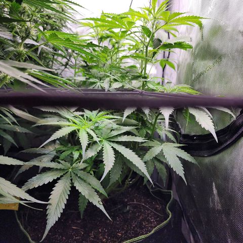 Gorilla Auto growlog timeline photo