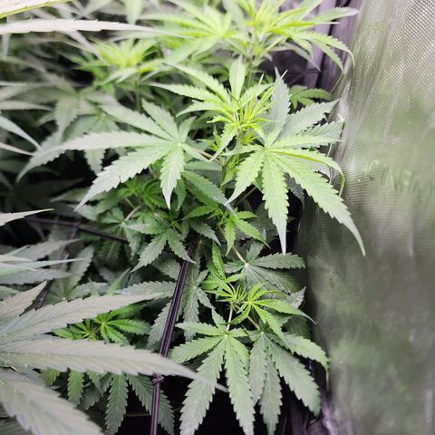 Gorilla Auto growlog timeline photo