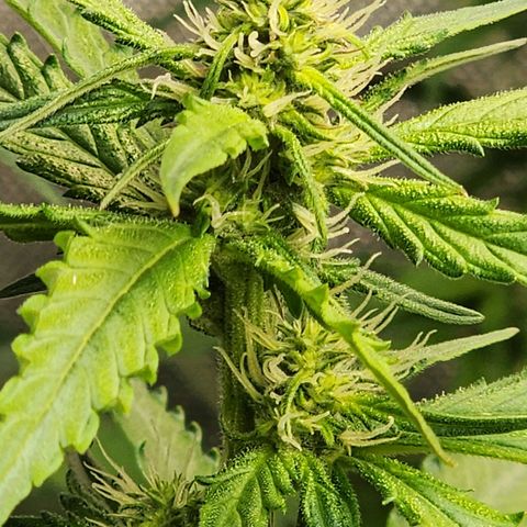 Zkittlez Auto 1 growlog timeline photo