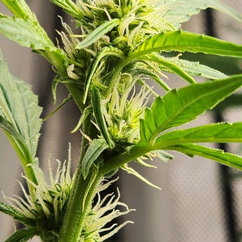Zkittlez Auto 3 growlog timeline photo