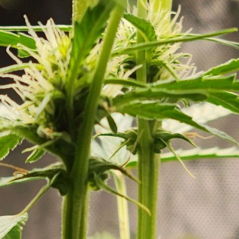 Zkittlez Auto 3 growlog timeline photo