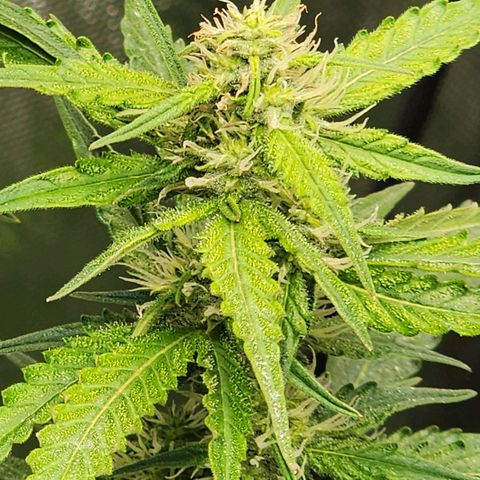 Zkittlez Auto 1 growlog timeline photo