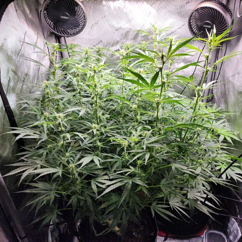 Zkittlez Auto 3 growlog timeline photo