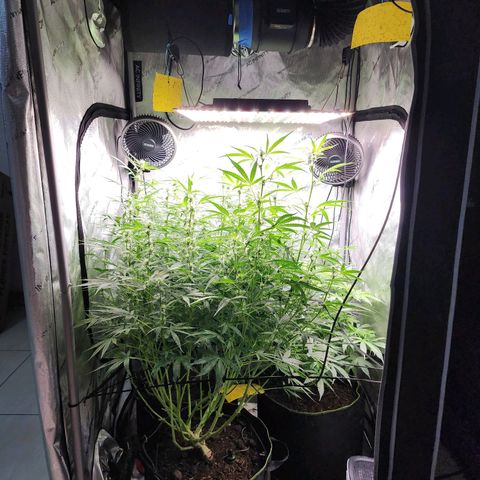 Zkittlez Auto 3 growlog timeline photo