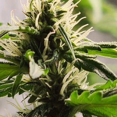 Zkittlez Auto 1 growlog timeline photo