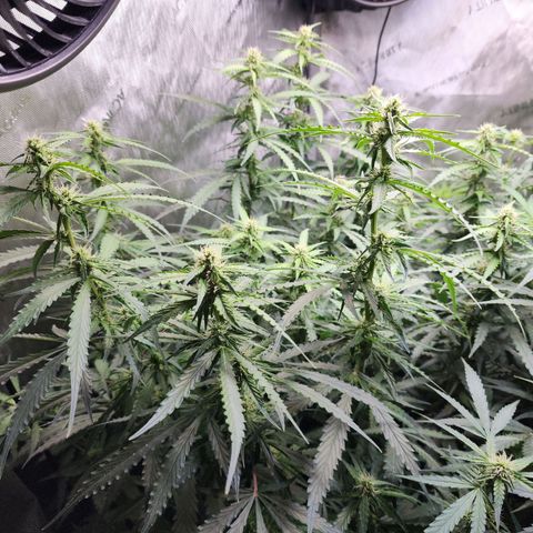 Zkittlez Auto 1 growlog timeline photo