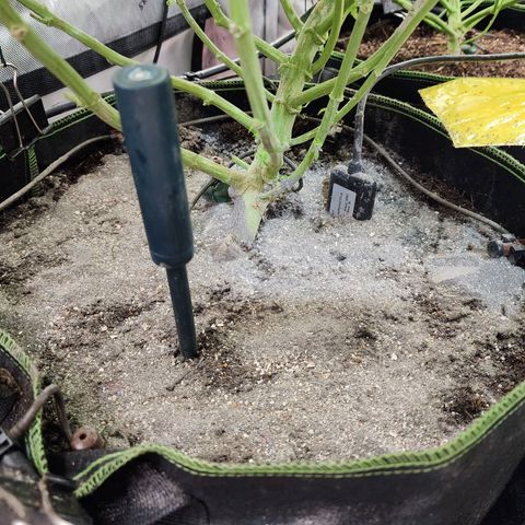 Zkittlez Auto 1 growlog timeline photo