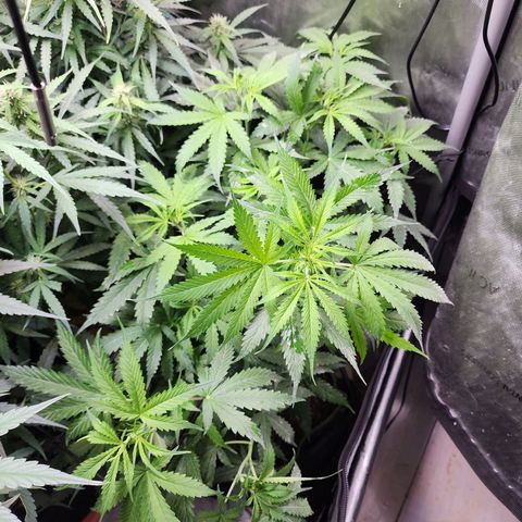 Gorilla Auto growlog timeline photo