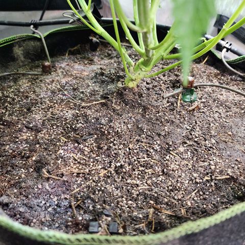 Gorilla Auto growlog timeline photo