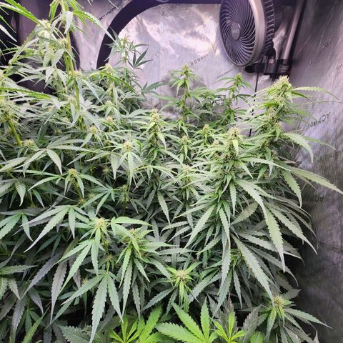 Zkittlez Auto 1 growlog timeline photo