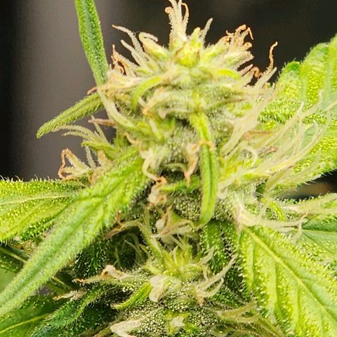 Zkittlez Auto 1 growlog timeline photo