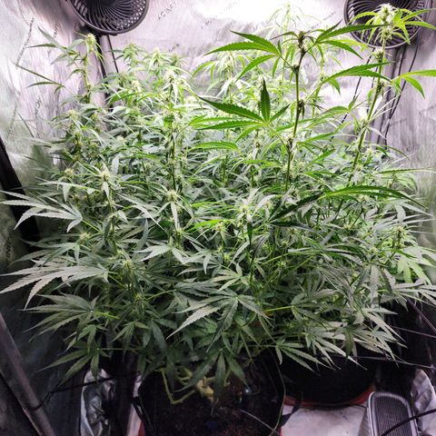Zkittlez Auto 3 growlog timeline photo