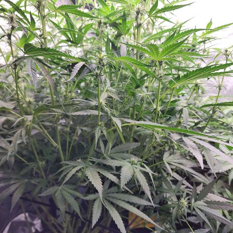 Zkittlez Auto 3 growlog timeline photo